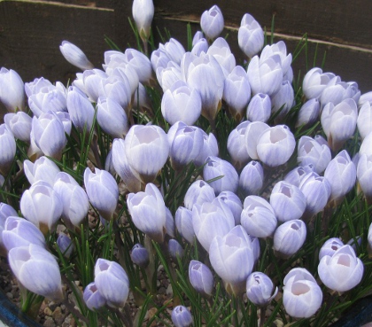 Crocus chrysanthus 'Blue Pearl' 